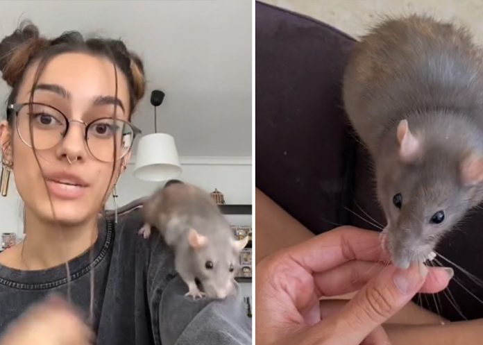 Criticada por adoptar como su mascota a una rata de la basura