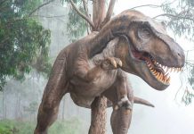 Un fósil revela cuál fue la última comida de un joven tiranosaurio Foto: Un fósil revela cuál fue la última comida de un joven tiranosaurio/Cortresía