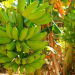 Aumenta la producción de plátano en los últimos 5 años Foto: Aumenta la producción de plátano en los últimos 5 años /Cortesìa