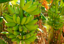 Foto: Aumenta la producción de plátano en los últimos 5 años /Cortesìa