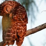 Foto: ¿Caza de cárabos para conservar a la lechuza? /cortesía