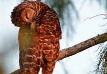EE.UU. considera eliminar a miles de cárabos por el bien de la lechuza moteada Foto: ¿Caza de cárabos para conservar a la lechuza? /cortesía