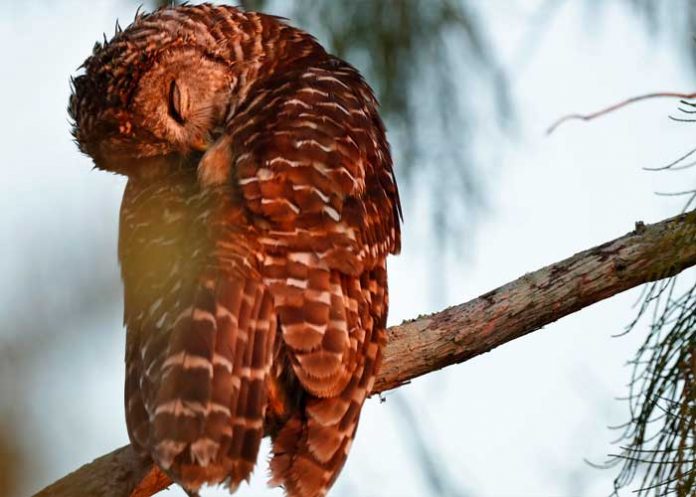 1 Foto: ¿Caza de cárabos para conservar a la lechuza? /cortesía