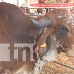 Foto: Estelí estará de feria ganadera por seis días /Cortesía