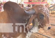 Foto: Estelí estará de feria ganadera por seis días /Cortesía