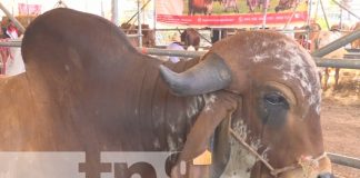 Foto: Estelí estará de feria ganadera por seis días /Cortesía