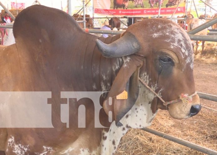 Foto: Estelí estará de feria ganadera por seis días /Cortesía