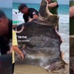 Encuentran extraño pez aparentemente mordido por la mitad