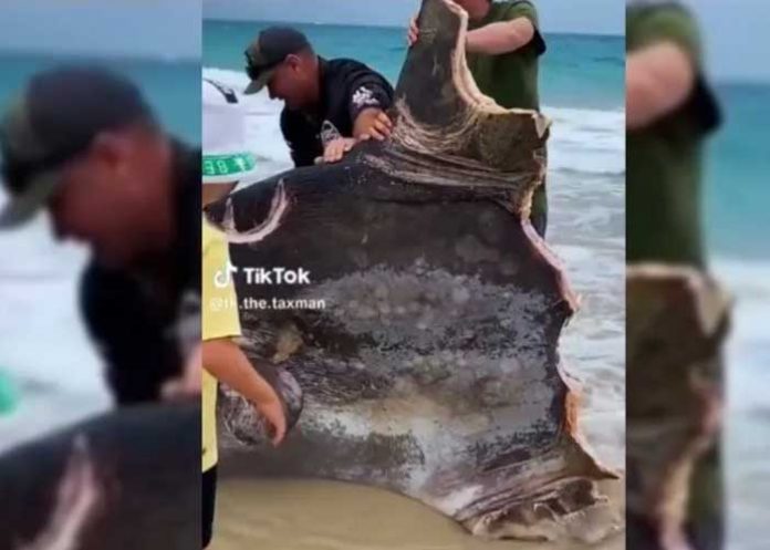 Encuentran extraño pez aparentemente mordido por la mitad