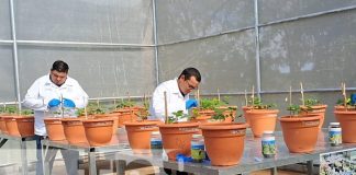 Foto: ¡Carazo cuenta con un nuevo invernadero de hibridación para el cultivo de frijol!/TN8