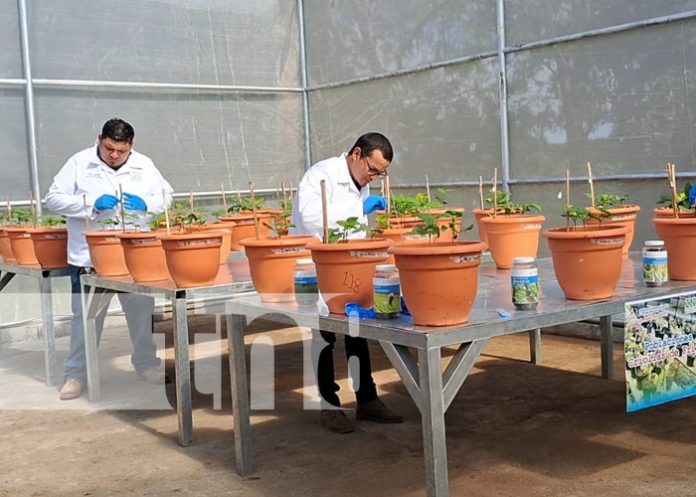 Foto: ¡Carazo cuenta con un nuevo invernadero de hibridación para el cultivo de frijol!/TN8