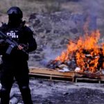 México incinera 53,000 dosis de drogas confiscadas Foto: México erradica 53,000 dosis ilegales /cortesía