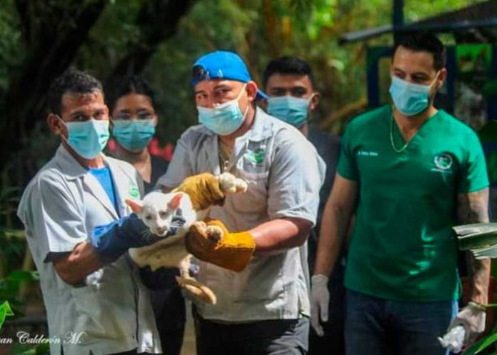 Foto: Itzae y una de sus hermanitas se encuentran en un área de recuperación/Cortesía