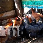 Foto: Gallinas de patios a buen precio en comunidades de Diría y Diriomo / TN8