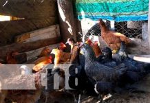 Gallinas de patios a buen precio en comunidades de Diría y Diriomo Foto: Gallinas de patios a buen precio en comunidades de Diría y Diriomo / TN8