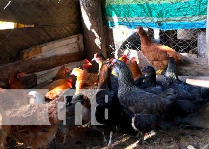 Foto: Gallinas de patios a buen precio en comunidades de Diría y Diriomo / TN8