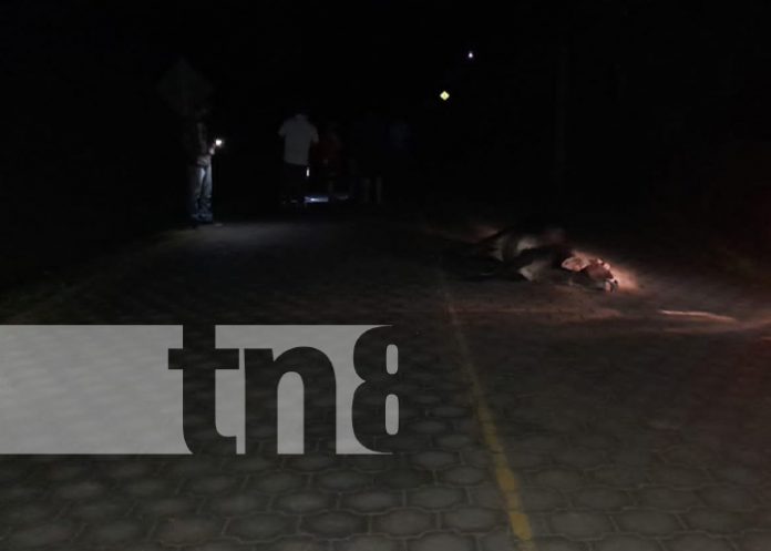 Foto: Motociclista fallece tras impactar contra un semoviente en La Pimienta, El Jícaro / TN8