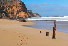 Foto: Ataque mortal de tiburón en Ethel Beach despierta preocupación / Cortesía
