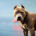 Un furioso pitbull acabó con la vida de una anciana en Granada