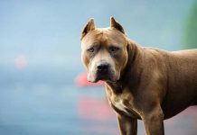 Un furioso pitbull acabó con la vida de una anciana en Granada Un furioso pitbull acabó con la vida de una anciana en Granada