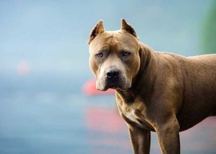 Un furioso pitbull acabó con la vida de una anciana en Granada