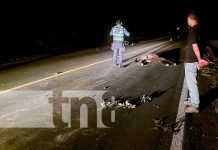 Artista cristiano impacta fuertemente contra un equino en Jinotega