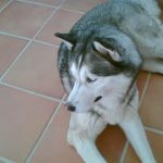 Un perro lobo mata a mordiscos a un bebé de tres meses