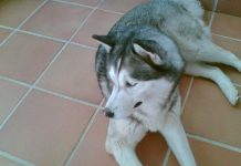 Un perro lobo mata a mordiscos a un bebé de tres meses