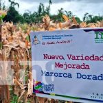 ¡Innovación agropecuaria! Dos nuevas variedades de maíz para productores Foto: ¡Innovación agropecuaria! Dos nuevas variedades de maíz para productores/TN8