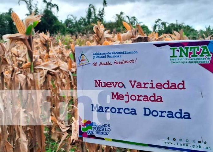 Foto: ¡Innovación agropecuaria! Dos nuevas variedades de maíz para productores/TN8