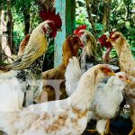 ¡Nica Vida fortaleciendo emprendimientos familiares en Totogalpa en Madriz! Foto: ¡Nica Vida fortaleciendo emprendimientos familiares en Totogalpa en Madriz!/TN8