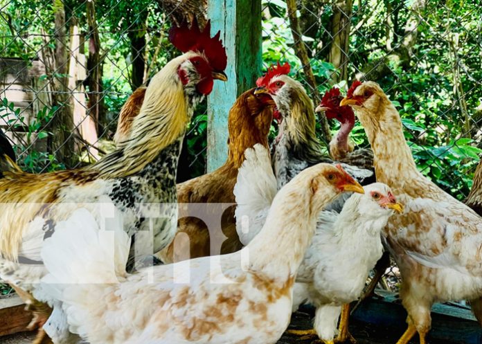 Foto: ¡Nica Vida fortaleciendo emprendimientos familiares en Totogalpa en Madriz!/TN8