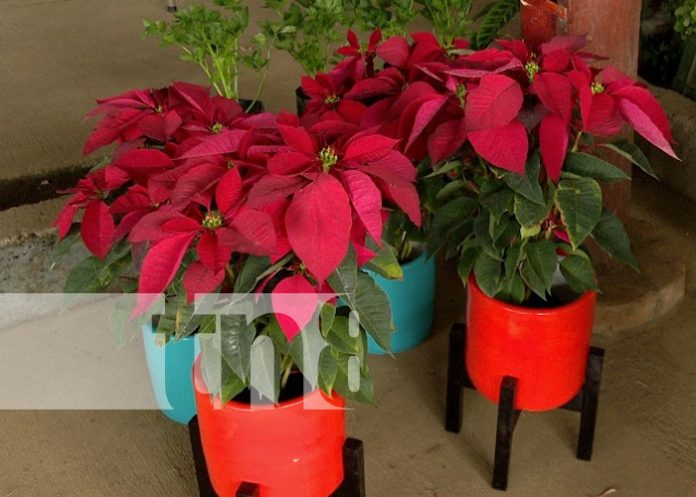 Pascua y Pastores a precios favorables desde el Parque Nacional de Ferias