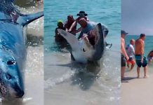 «Pálidos y chirizos» quedaron turistas al encontrar un tiburón Foto: Tiburón causa pánico /cortesía