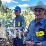 Foto: Implementan nueva variedad de sorgo forrajero en Madriz / TN8