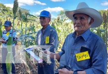 Implementan nueva variedad de sorgo forrajero en Madriz Foto: Implementan nueva variedad de sorgo forrajero en Madriz / TN8