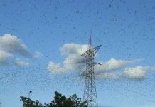 Miles de langostas vuelan sobre Mérida, México ¿es el fin del mundo? Miles de langostas vuelan sobre Mérida, México ¿es el fin del mundo?