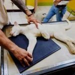 Itzae, la estrella del Zoológico Thomas Belt, se recupera tras una lesión Itzae, la estrella del Zoológico Thomas Belt, se recupera tras una lesión