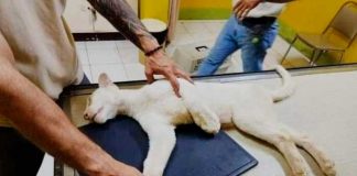 Itzae, la estrella del Zoológico Thomas Belt, se recupera tras una lesión