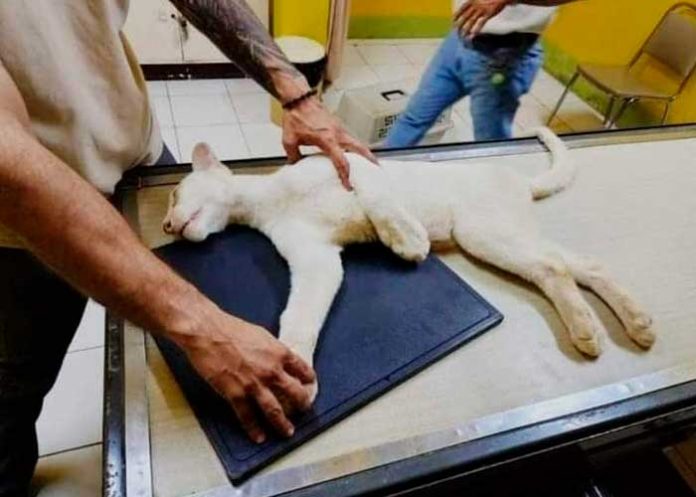 Itzae, la estrella del Zoológico Thomas Belt, se recupera tras una lesión