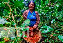 Foto: ¡Isla de Ometepe! Un edén cafetalero reconocido a nivel mundial/TN8