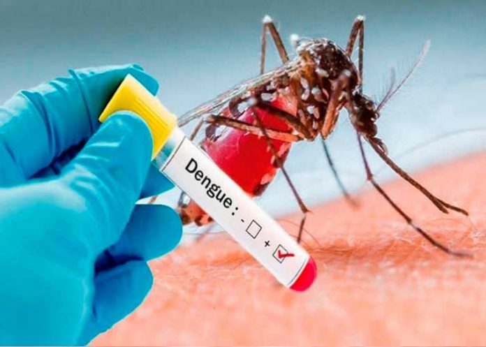 Foto: Dengue cobra más vidas que nunca en Brasil /cortesía