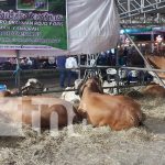 Feria Ganadera Navidad 2023 atrae a multitudes y supera expectativas