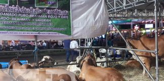Feria Ganadera Navidad 2023 atrae a multitudes y supera expectativas