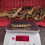 ¡Arranca la temporada de pesca de pepino de mar! Foto: Arranca la temporada de pesca de pepino de mar con apoyo del GRUN e INPESCA/Cortesía