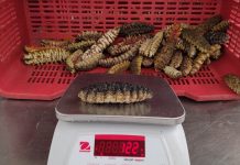 Foto: Arranca la temporada de pesca de pepino de mar con apoyo del GRUN e INPESCA/Cortesía
