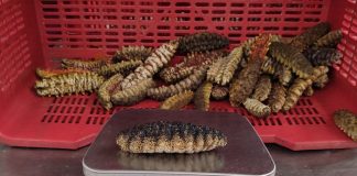 Foto: Arranca la temporada de pesca de pepino de mar con apoyo del GRUN e INPESCA/Cortesía