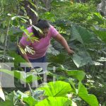 Diversificación de cultivos, la clave de pequeños productores en Diriomo Foto: Diversificación de cultivos en Diriomo / TN8