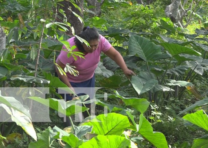 Foto: Diversificación de cultivos en Diriomo / TN8
