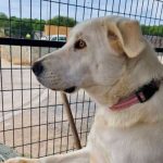 «Ingratos»: Perrita espera todos los días a sus dueños que la abandonaron Captan a perrita triste, espera todos los días a sus dueños